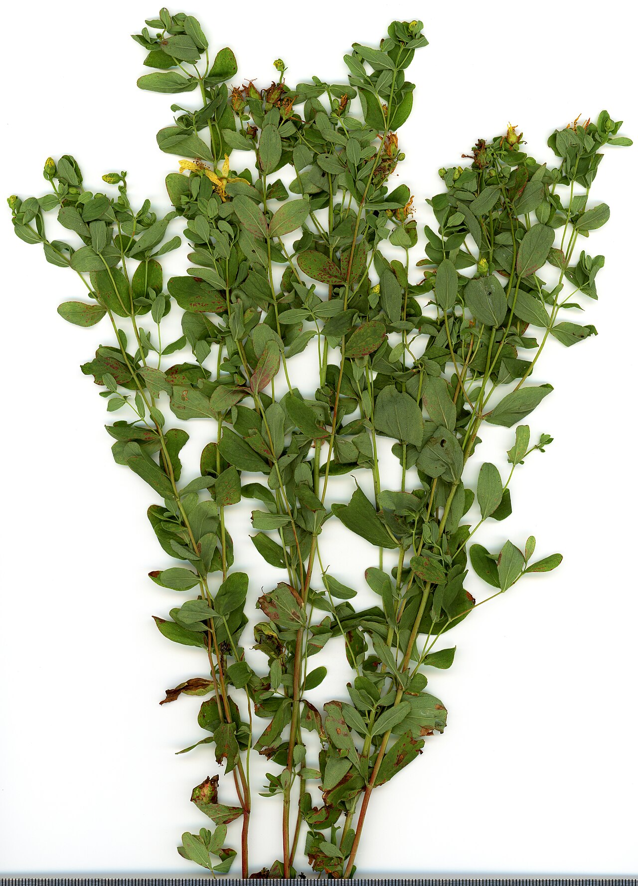 year. Hypericum perforatum.