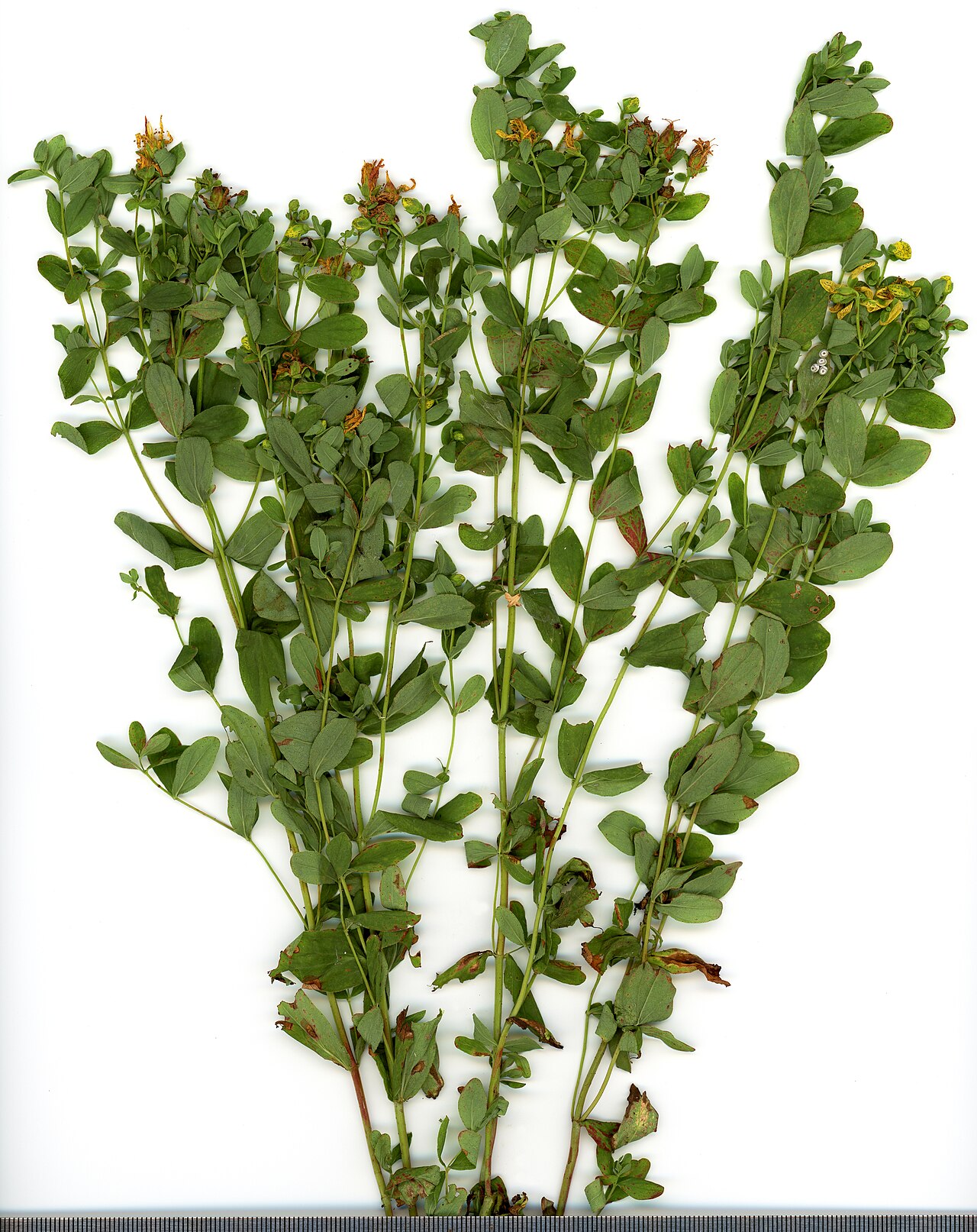year. Hypericum perforatum.