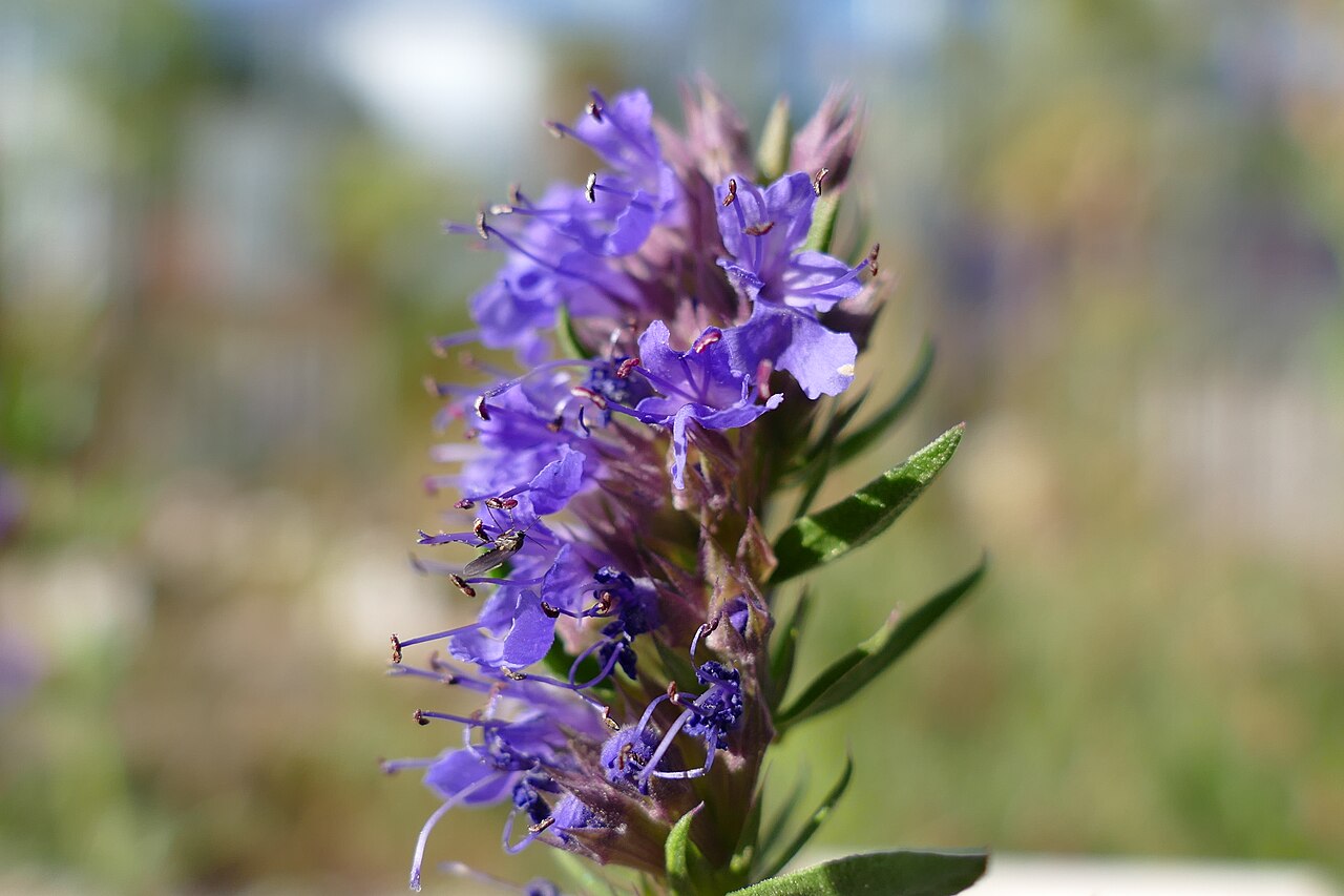 Hyssop (Hyssopus officinalis)