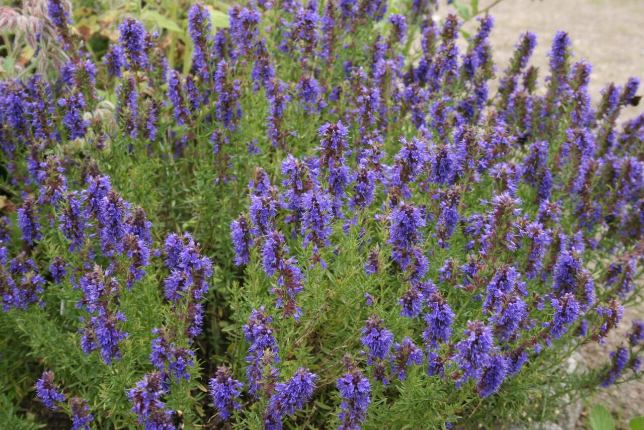 Hyssopus officinalis habit