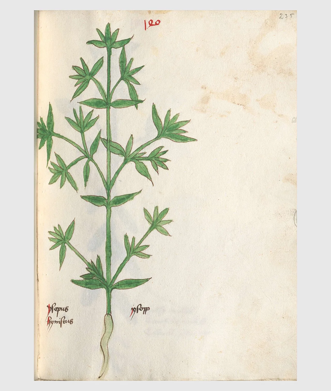 Hyssopus officinalis