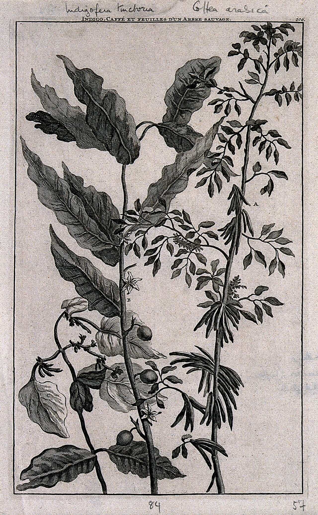 Flowering stems of the indigo plant (Indigofera tinctorum) a Wellcome V0043075EL