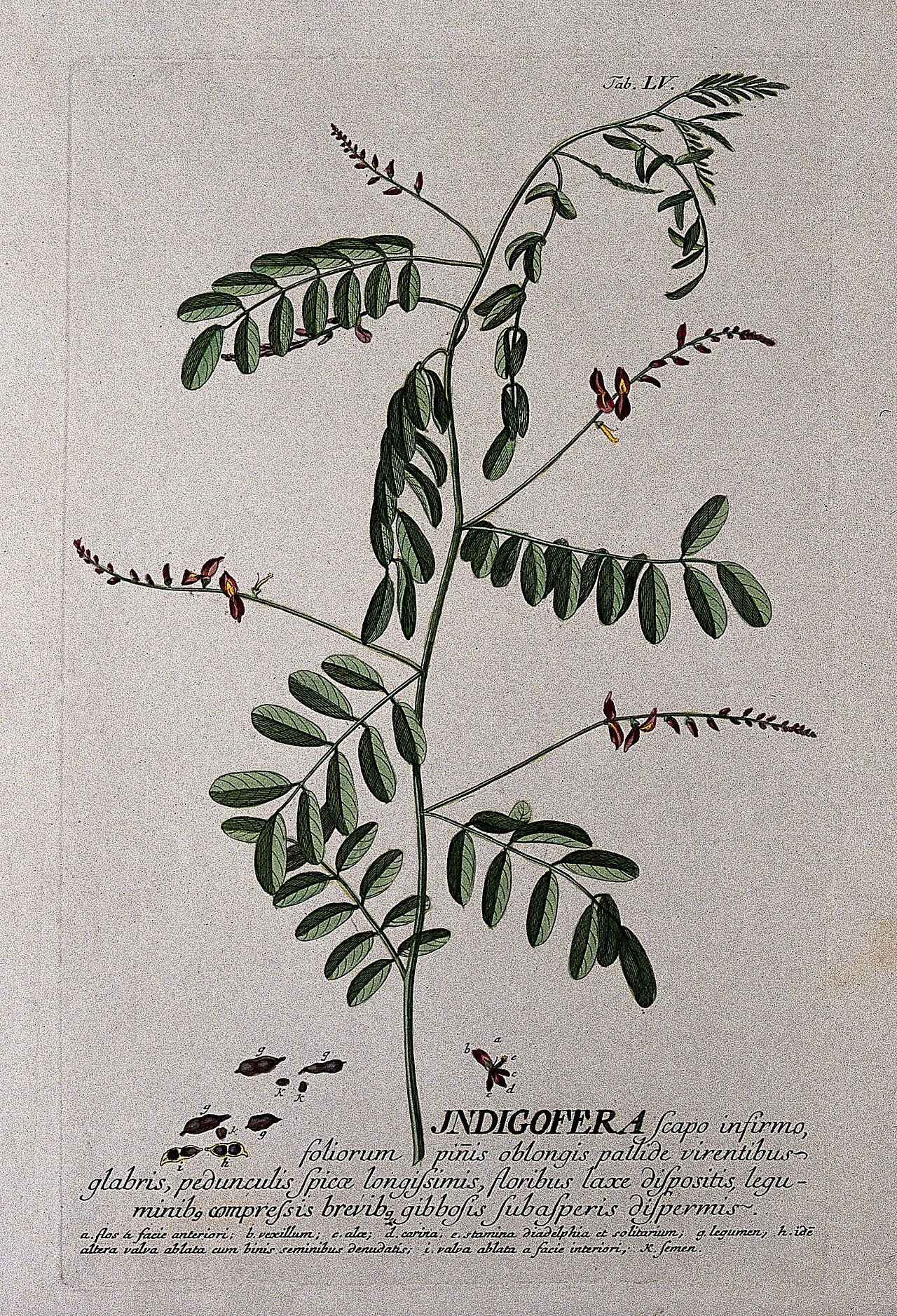 Indigo plant (Indigofera tinctoria L.); flowering stem with Wellcome V0042997EL