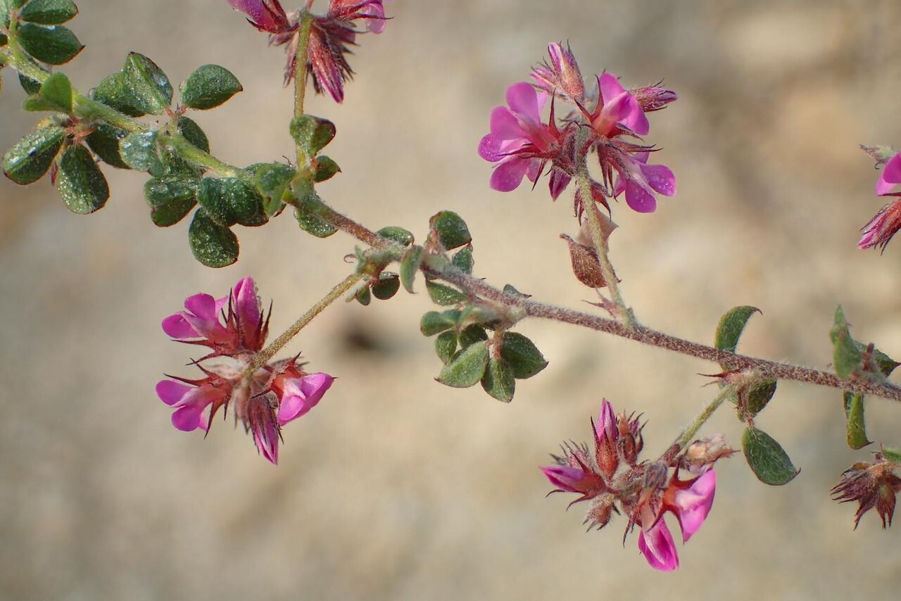Indigofera alopecuroides var. minor