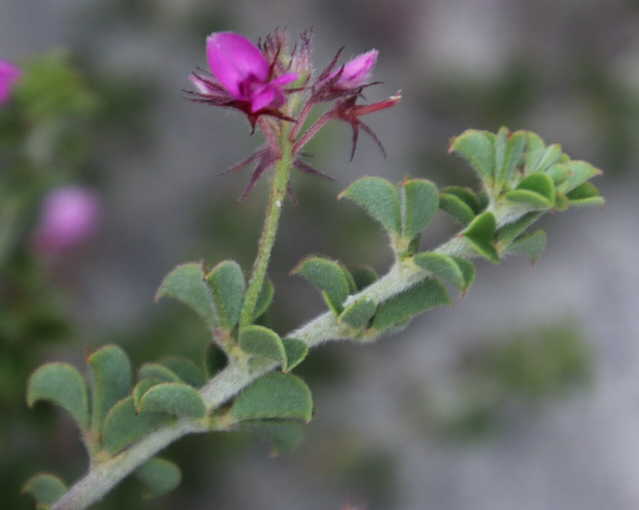 Indigofera candolleana