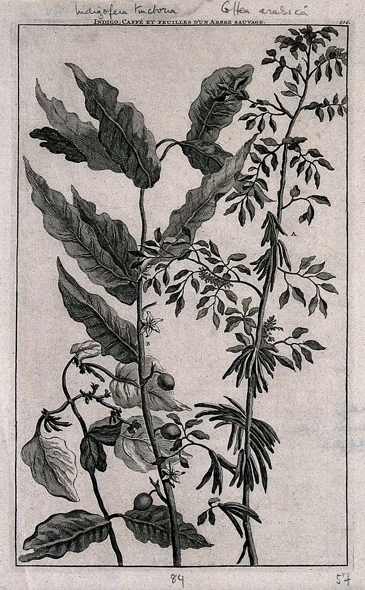 Indigofera