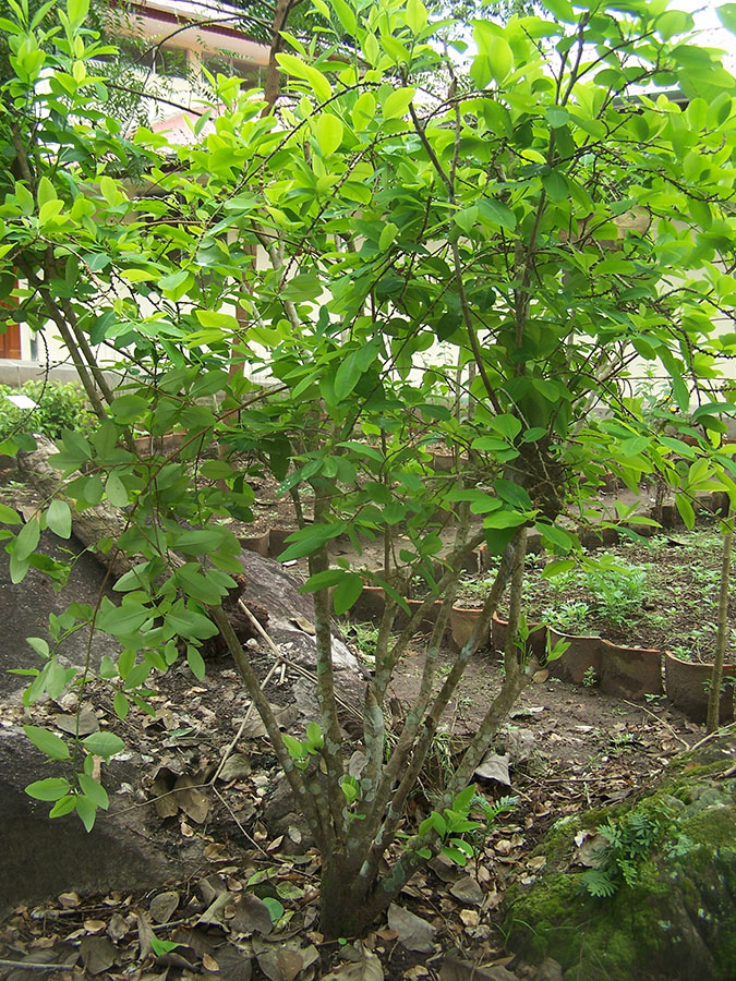 Arbusto de Coca (Erythroxylum coca), Takiwasi, Perú, 2004