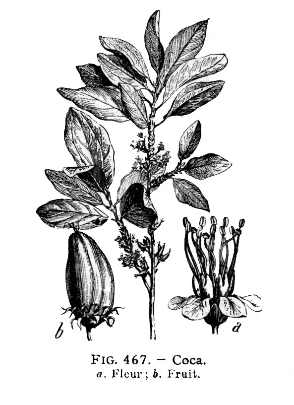 Coca-LarousseMedical