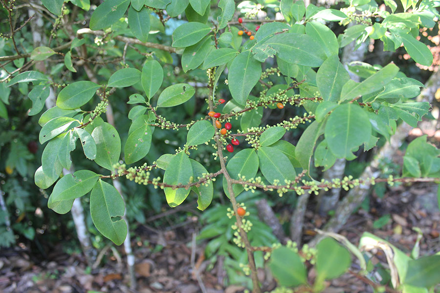 Coca (Erythroxylum coca), hojas y fruto. Takiwasi, 2019