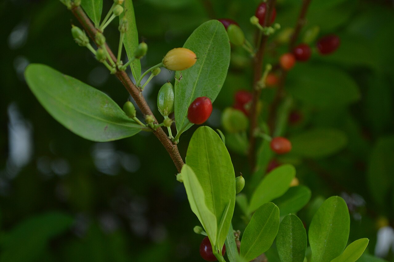 Coca (Erythroxylum coca) en Meta (Colombia) 1