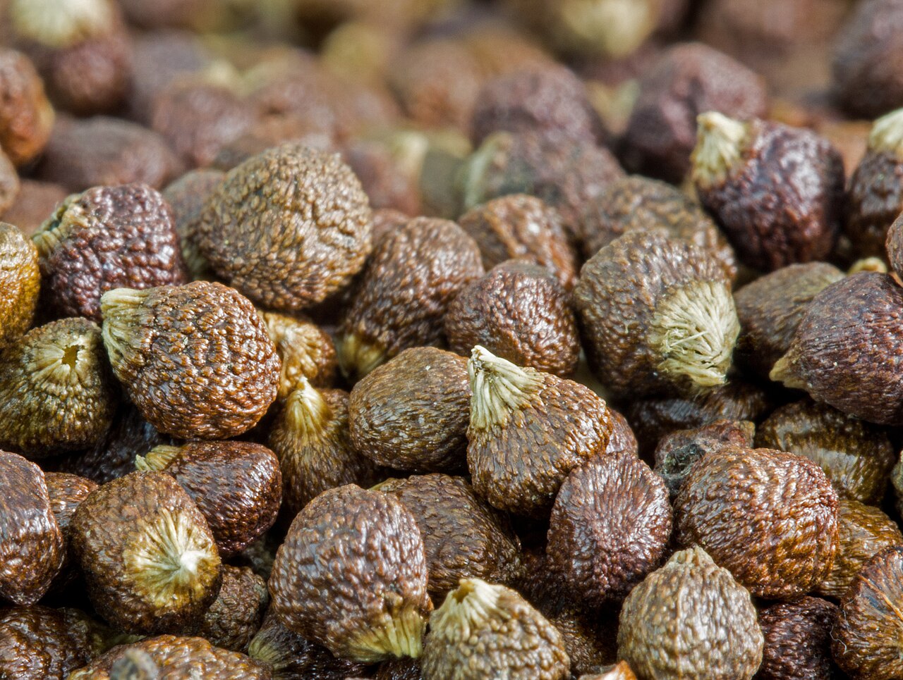 Grains of paradise (Aframomum melegueta)