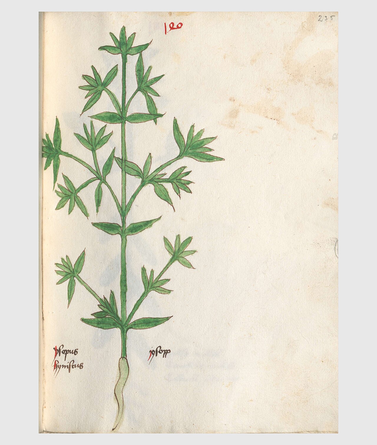 235 Auslasser Hyssopus officinalis