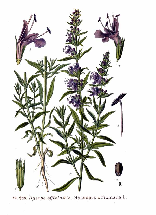 256 Hyssopus officinalis L