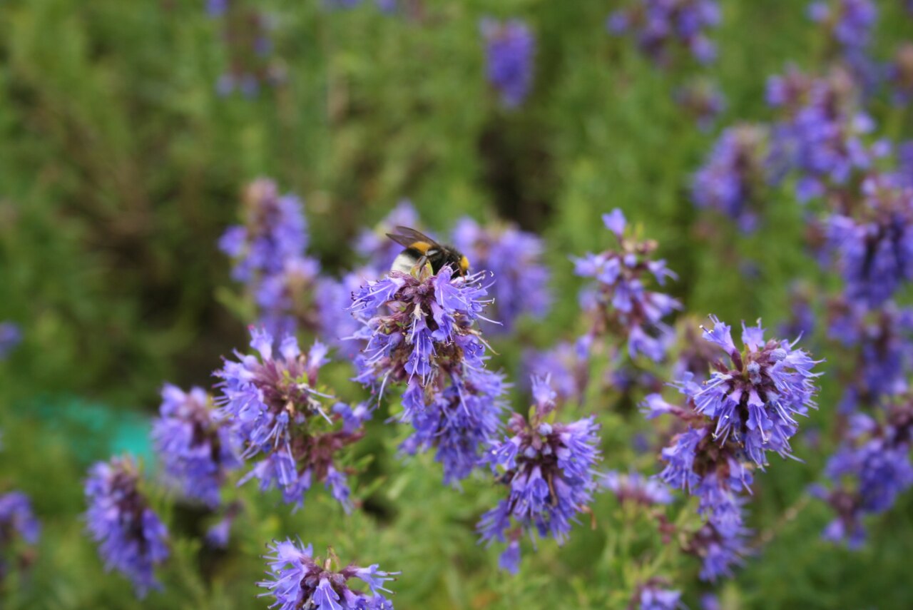 Hyssopus officinalis flowers