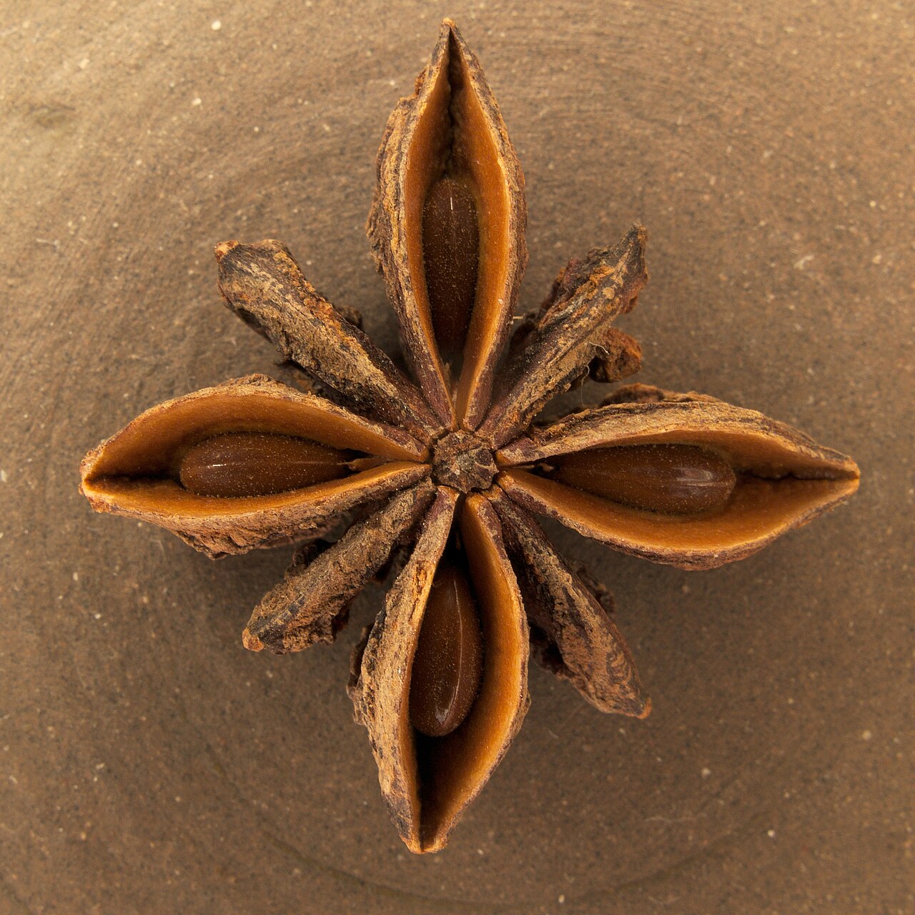 Illicium verum20170511