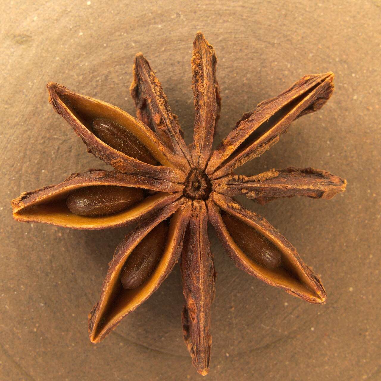Illicium verum20170511