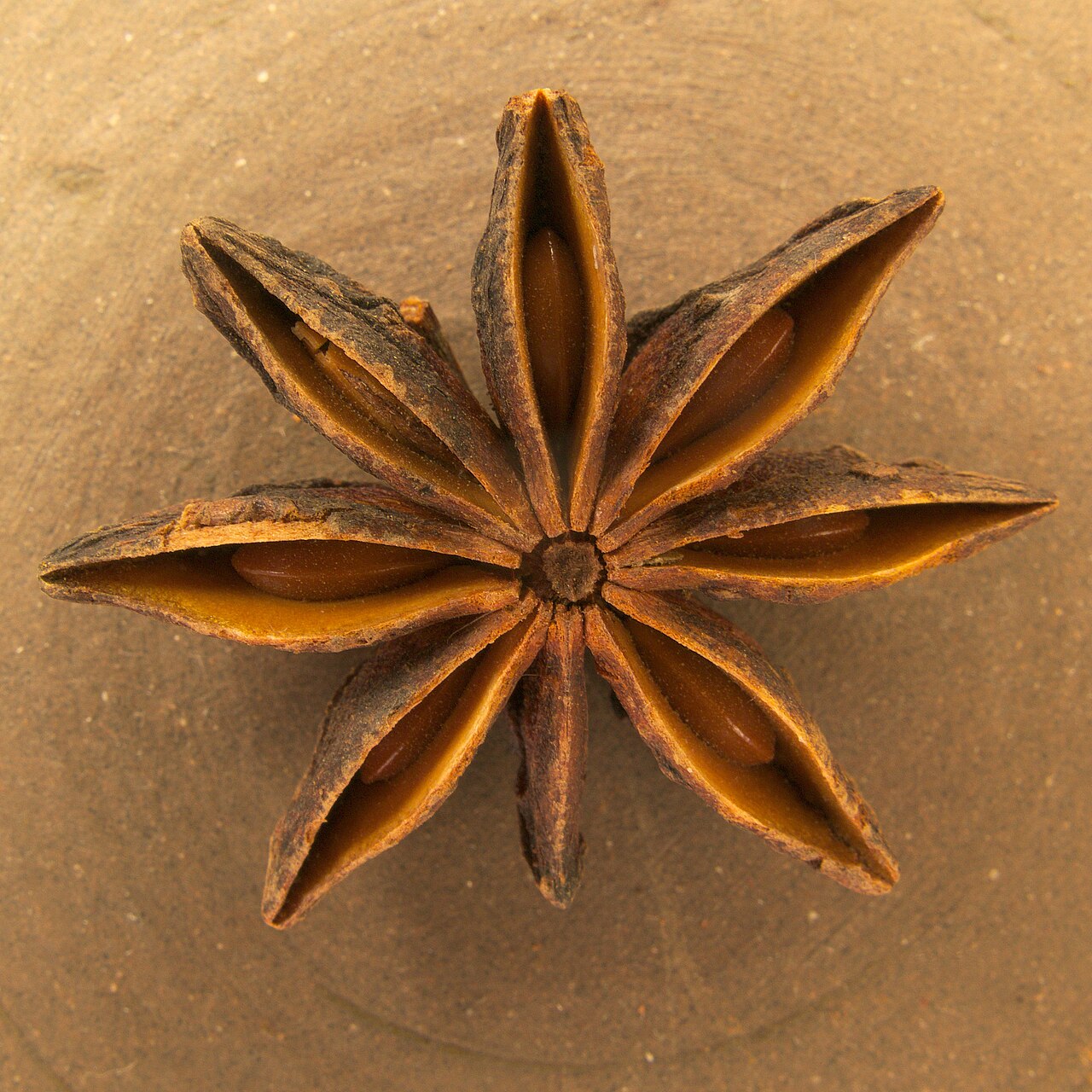 Illicium verum20170511