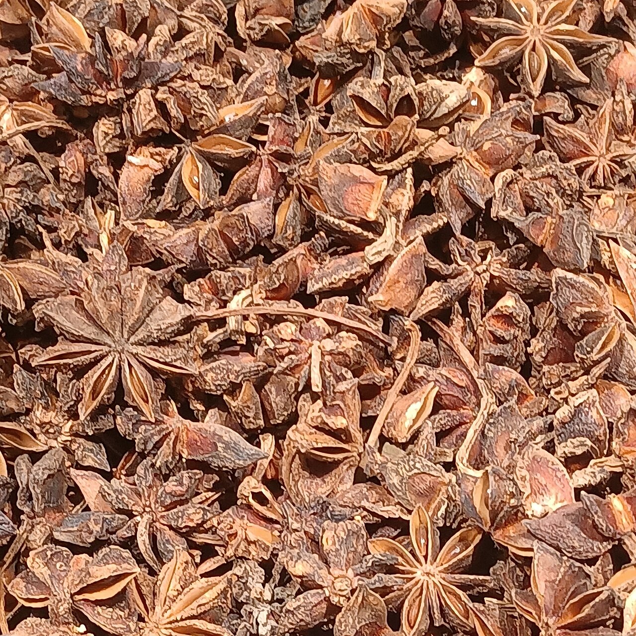 Illicium verum (1)