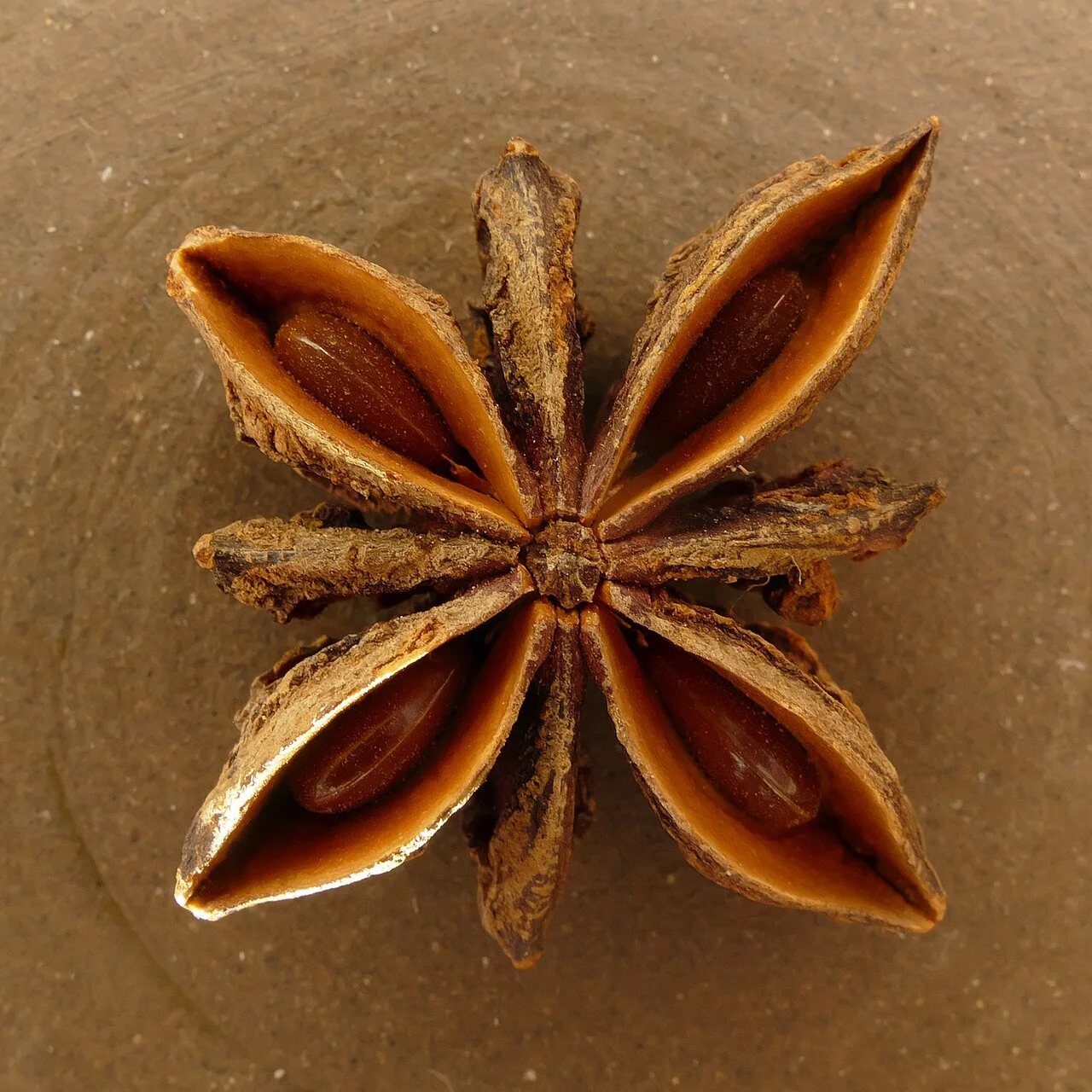 Illicium verum