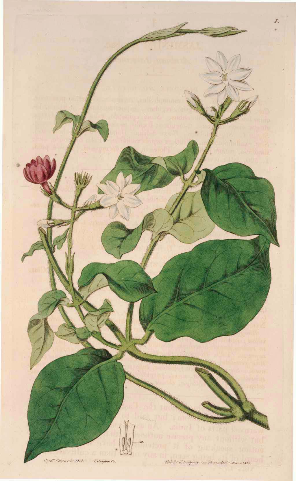 1 Jasminum sambac