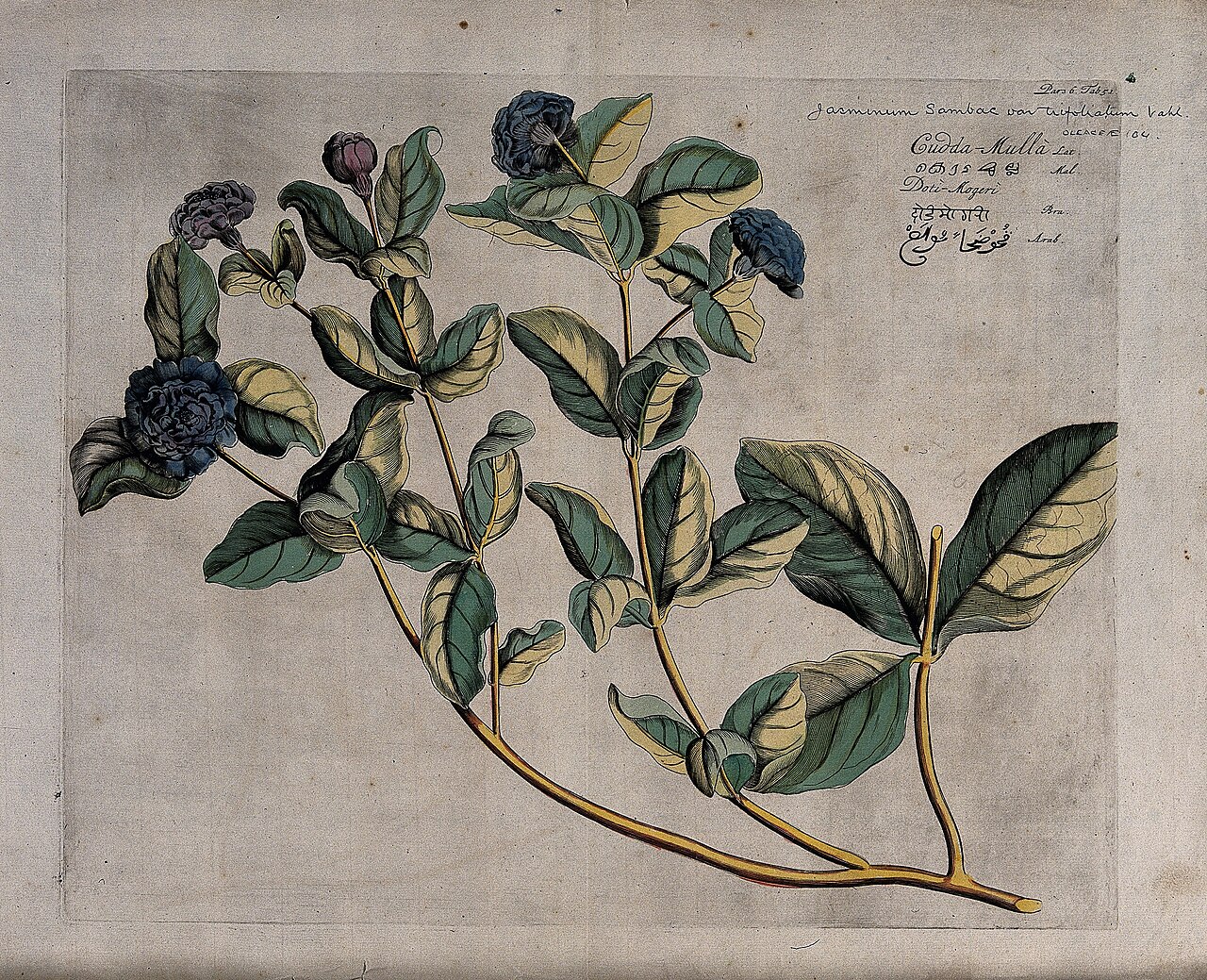 Arabian Jasmine (Jasminum sambac (L.) Aiton); branch with do Wellcome