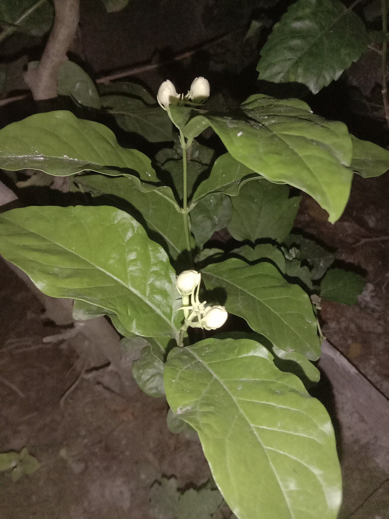 Arabian jasmine (Jasminum sambac) buds captured at night