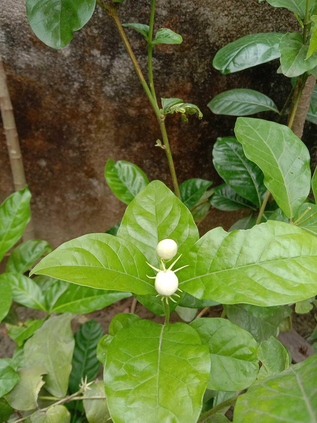 Arabian jasmine (Jasminum sambac) buds captured in morning