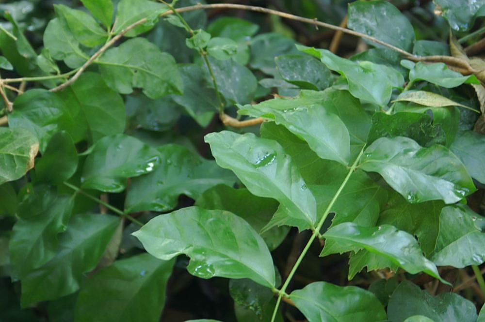 Jasminum sambac 0zz