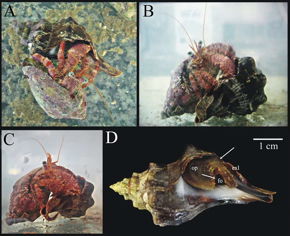 Dardanus venosus
