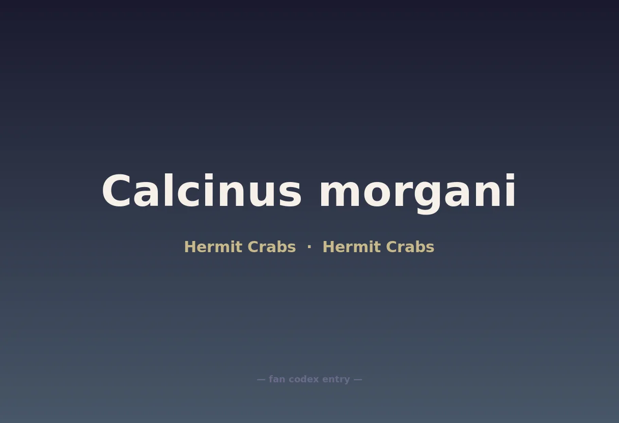 Calcinus morgani