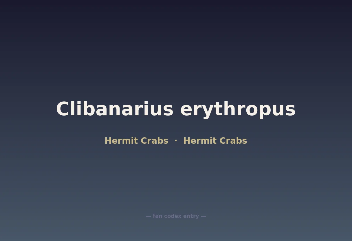 Clibanarius erythropus