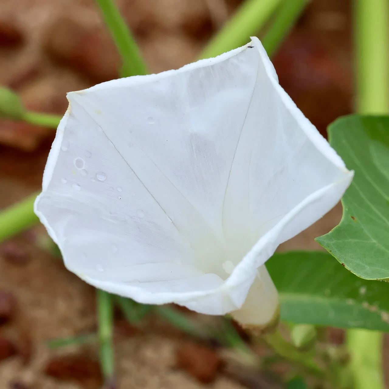 Convolvulaceae
