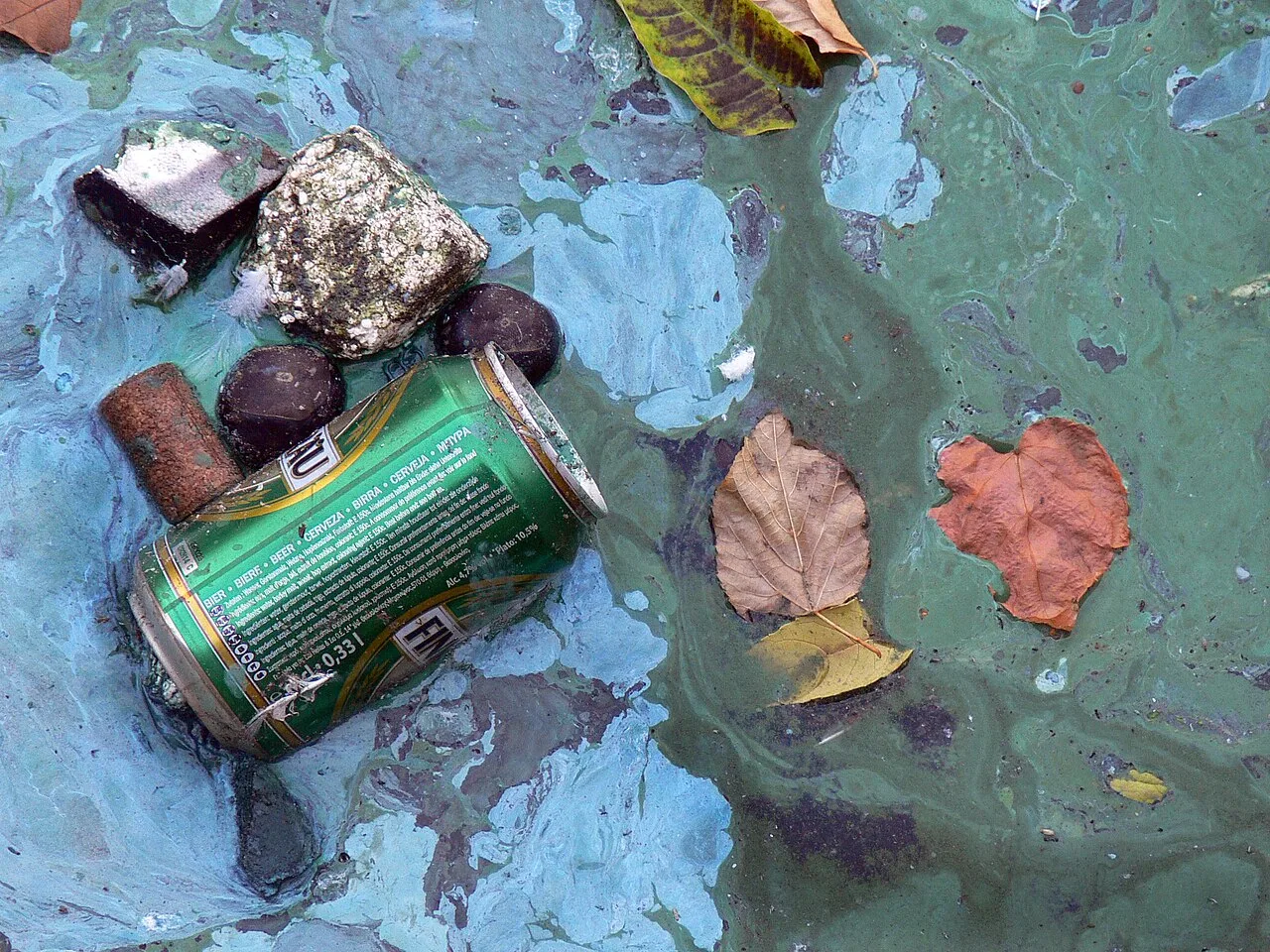 Cyanobacteria