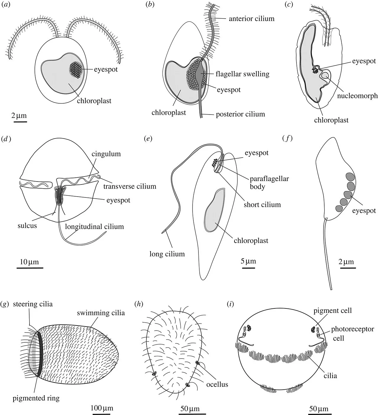 Eukaryote