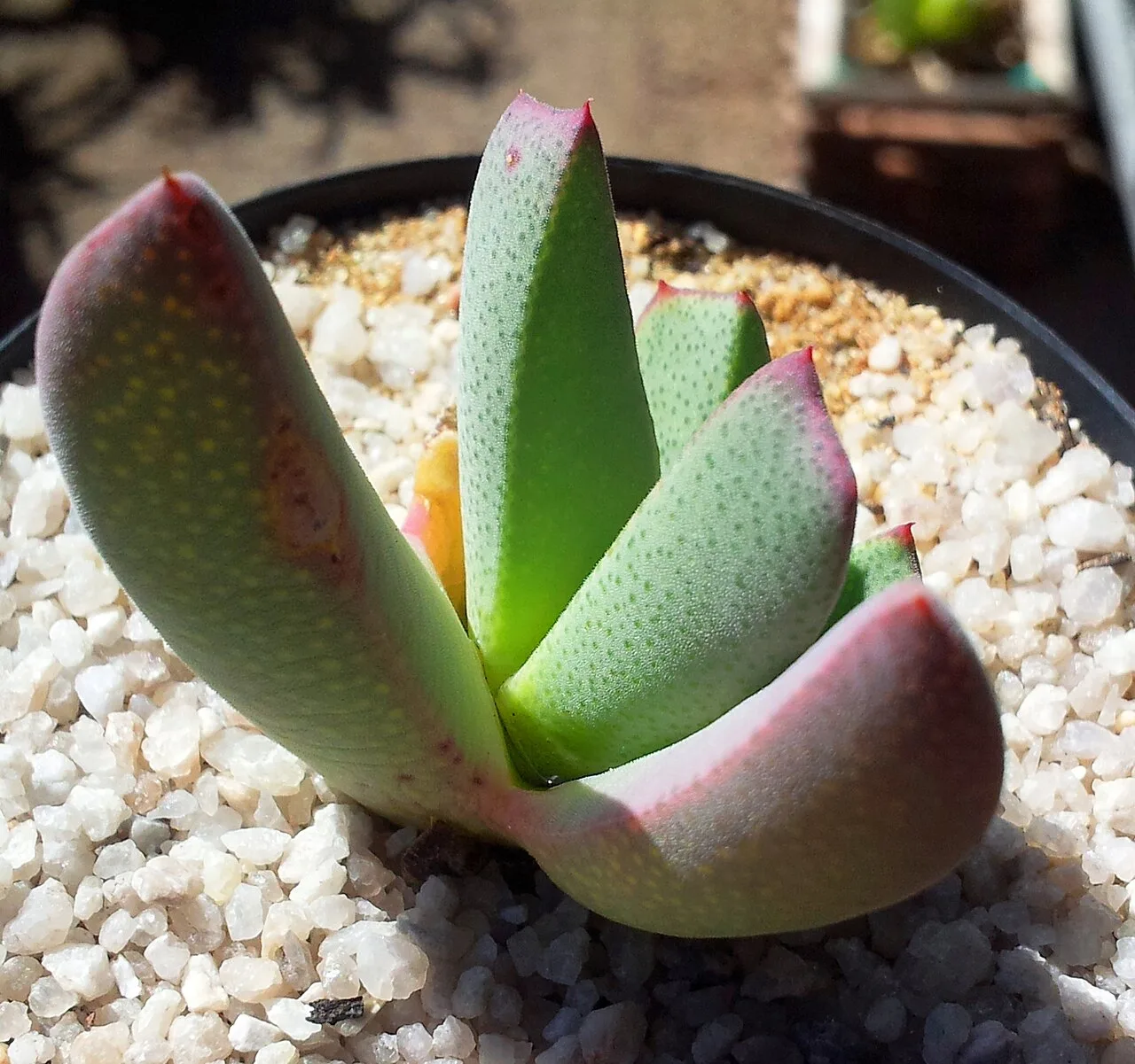Excavata