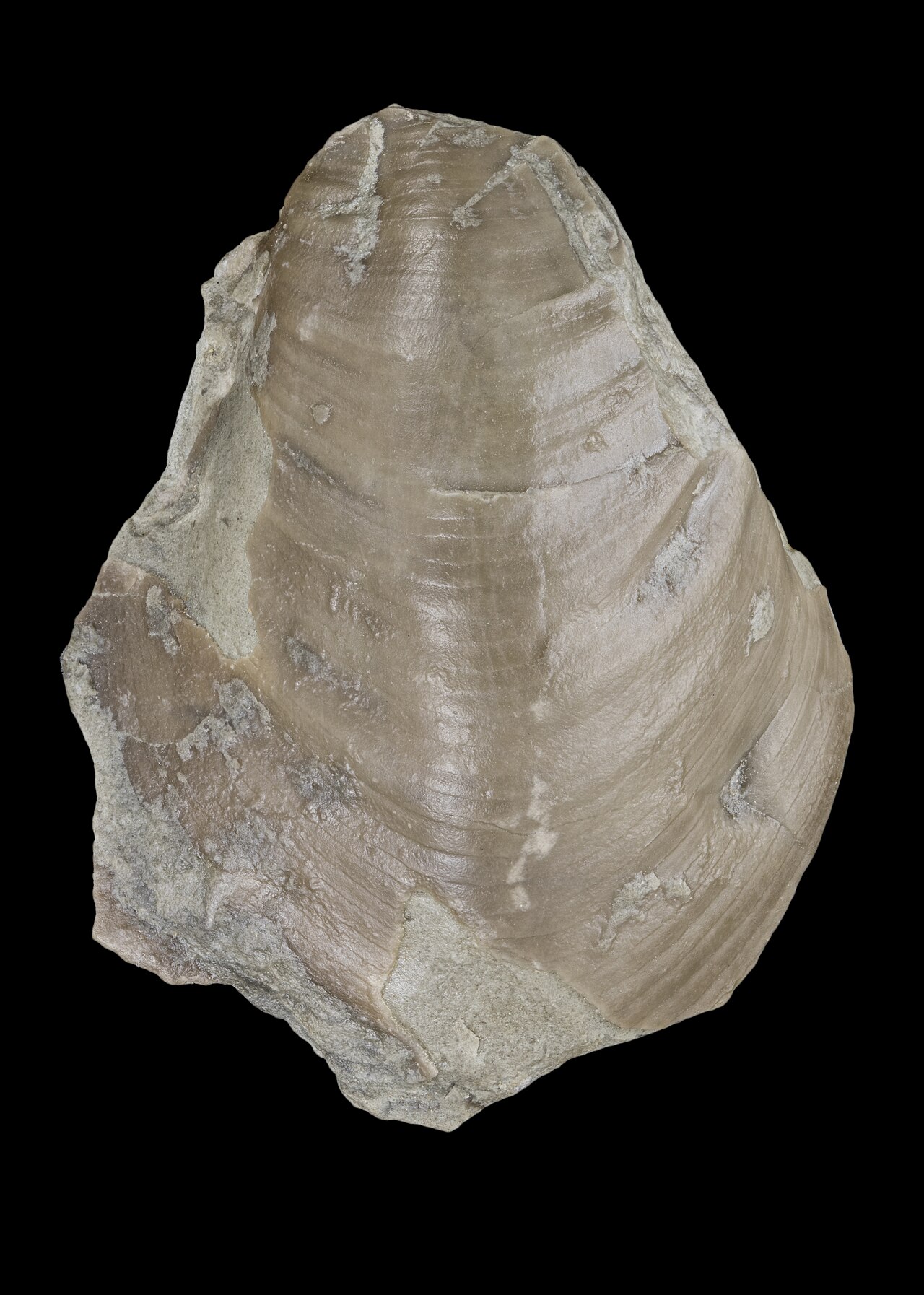 Cremnoceramus crassus