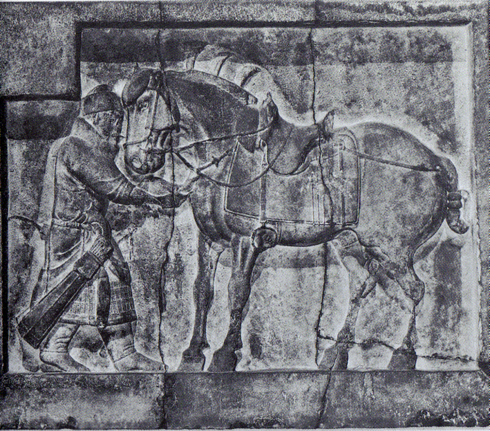 Ferghana horse
