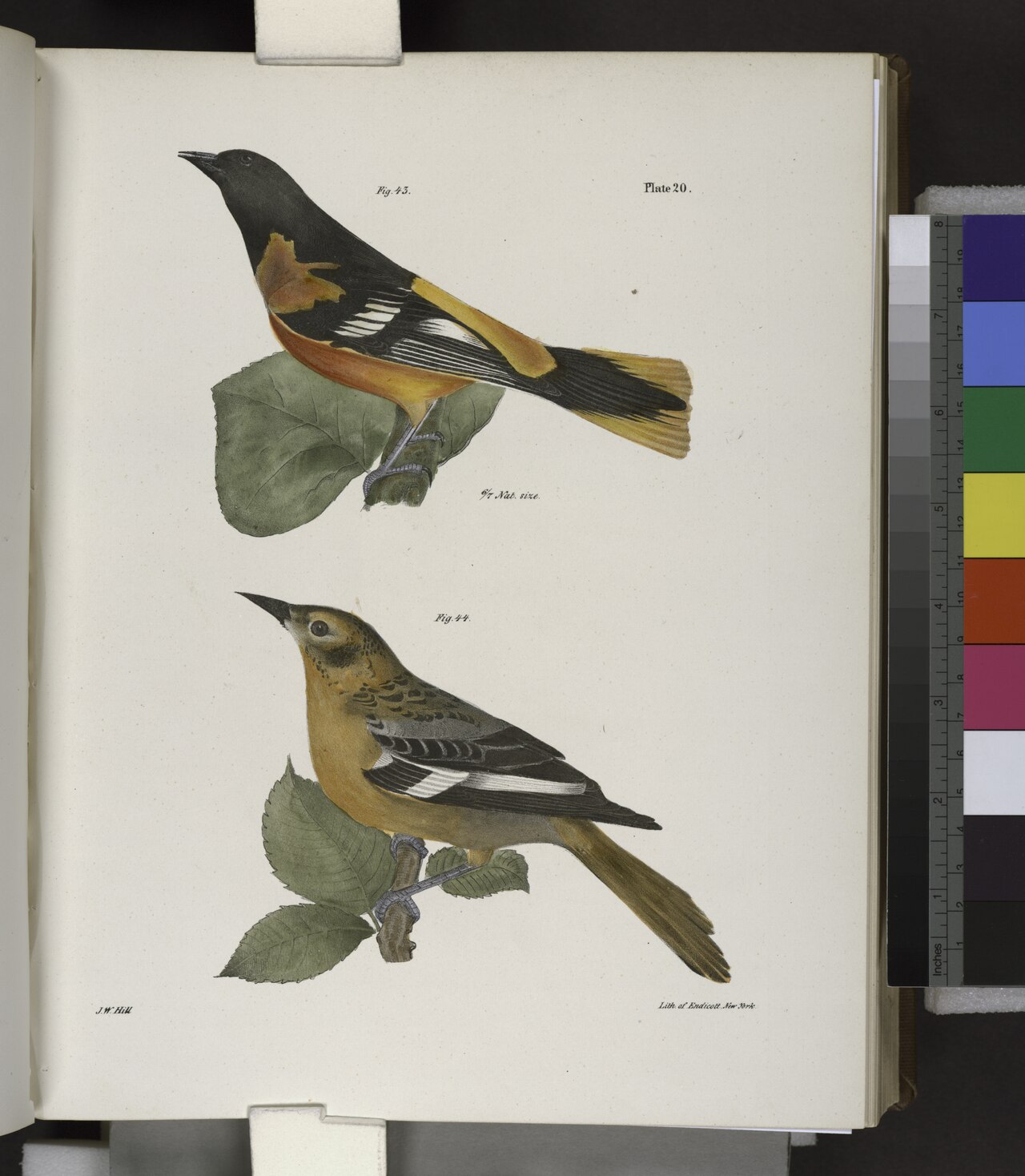 History of the Baltimore Orioles