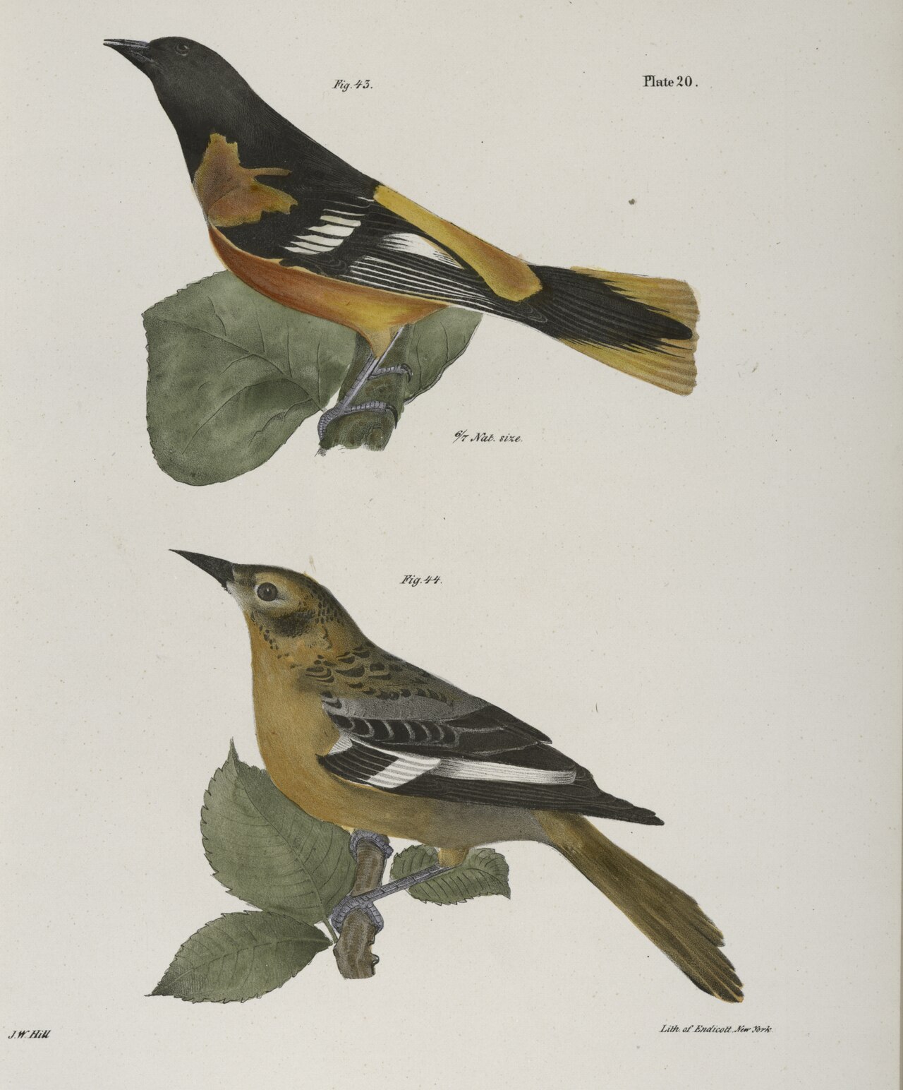 History of the Baltimore Orioles