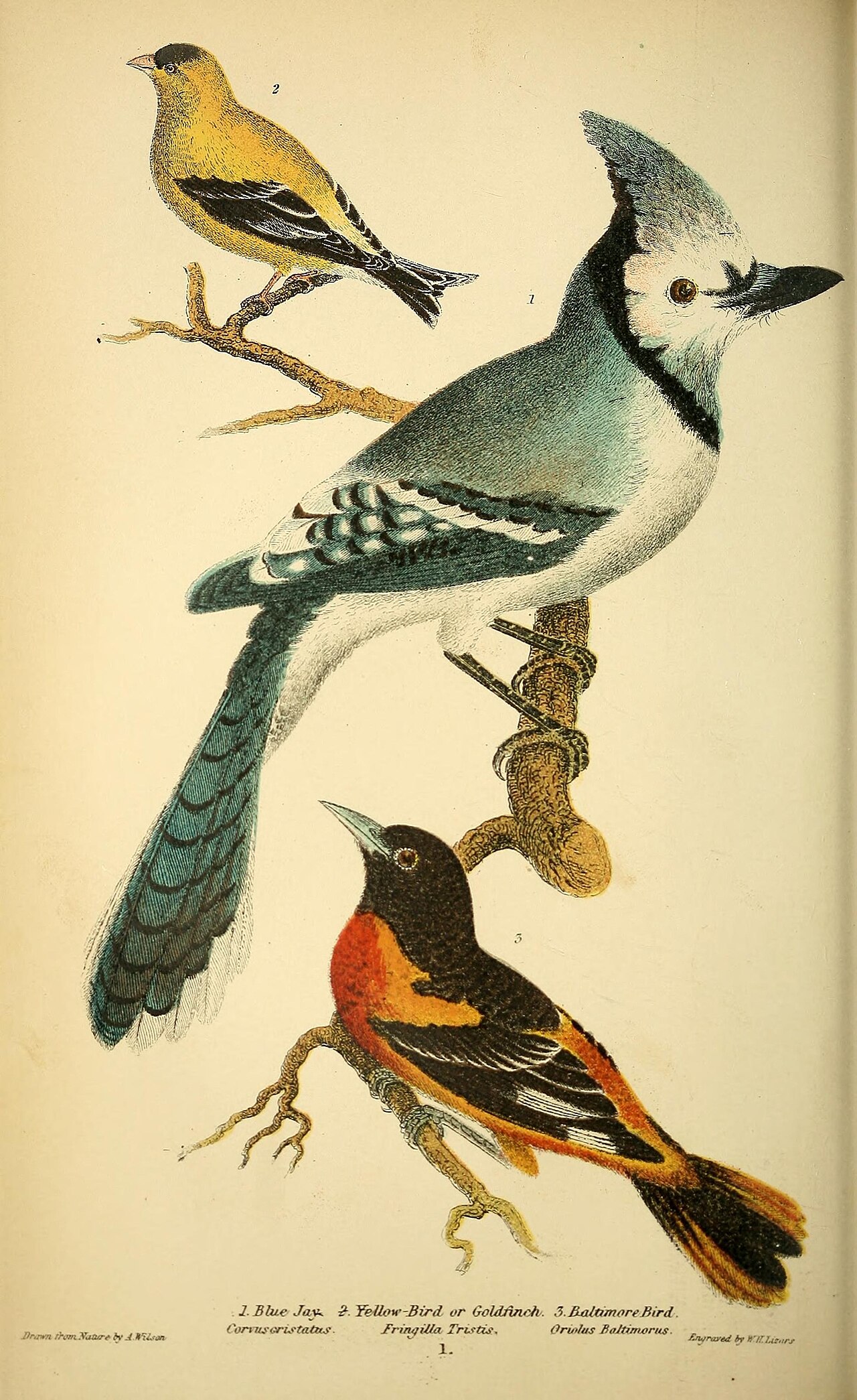 History of the Baltimore Orioles