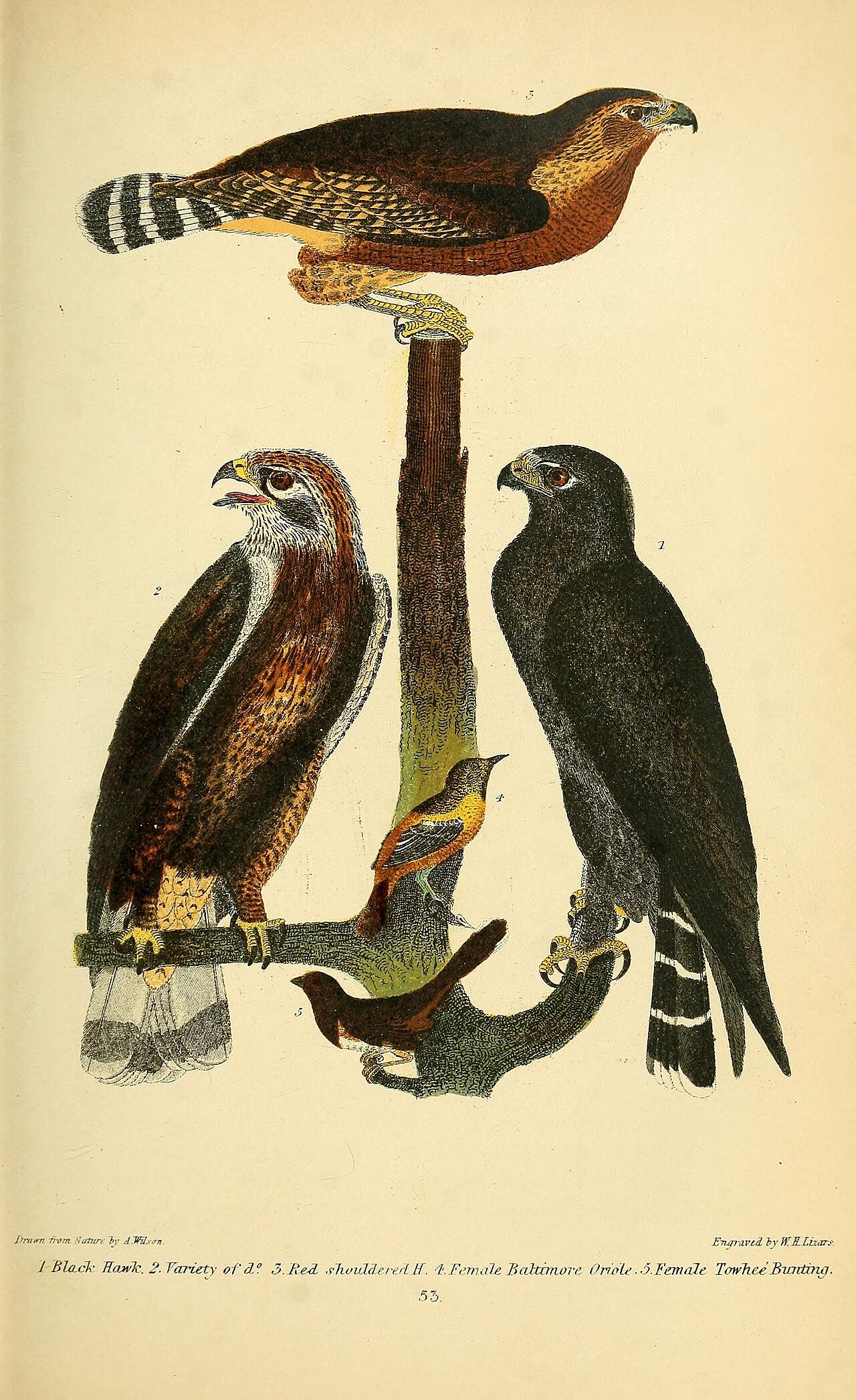 History of the Baltimore Orioles
