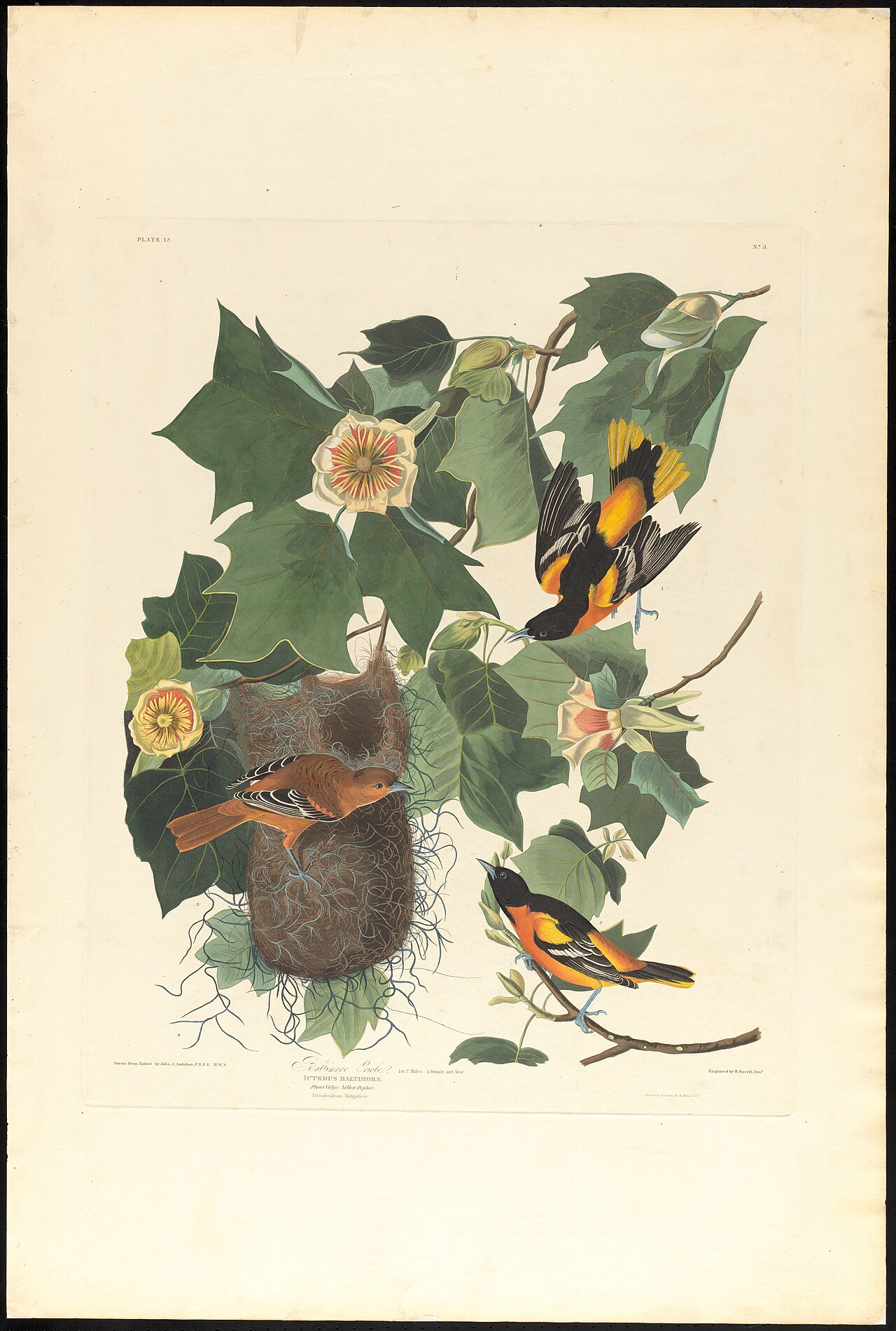 History of the Baltimore Orioles