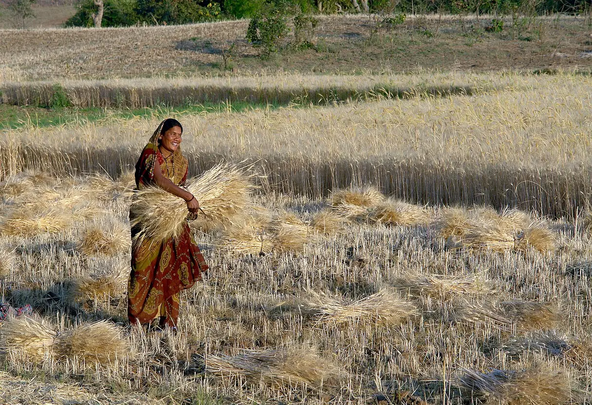 Domestication of Wheat