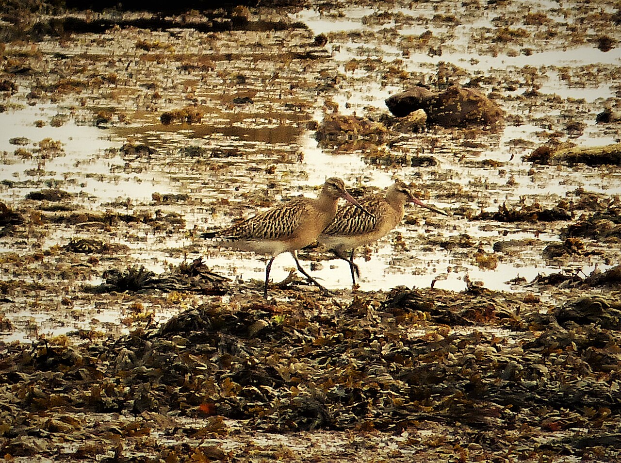 Bar-tailed godwit