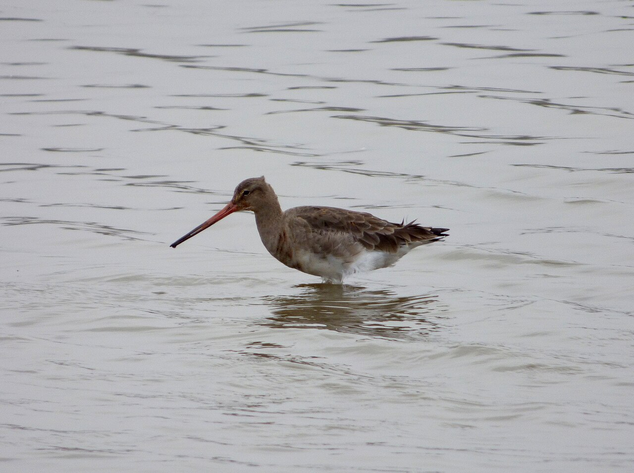 Bar-tailed godwit