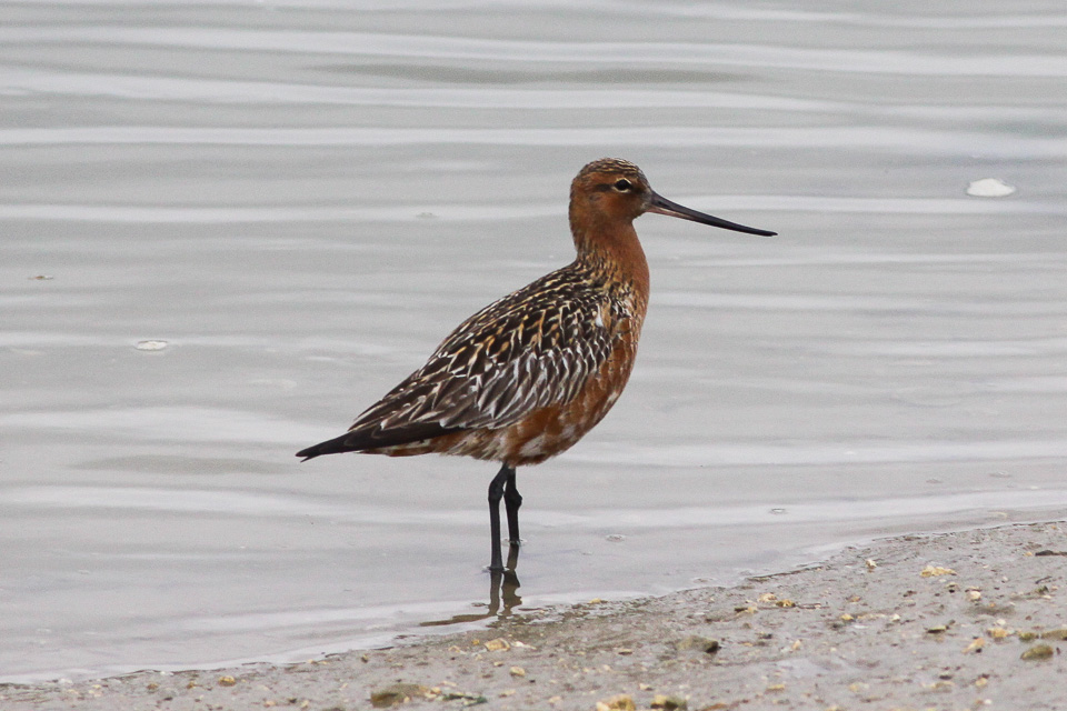 Bar-tailed godwit