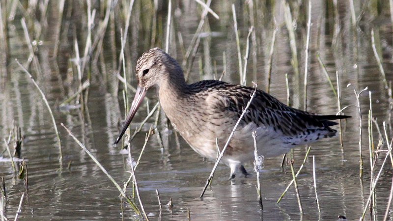 Bar-tailed godwit