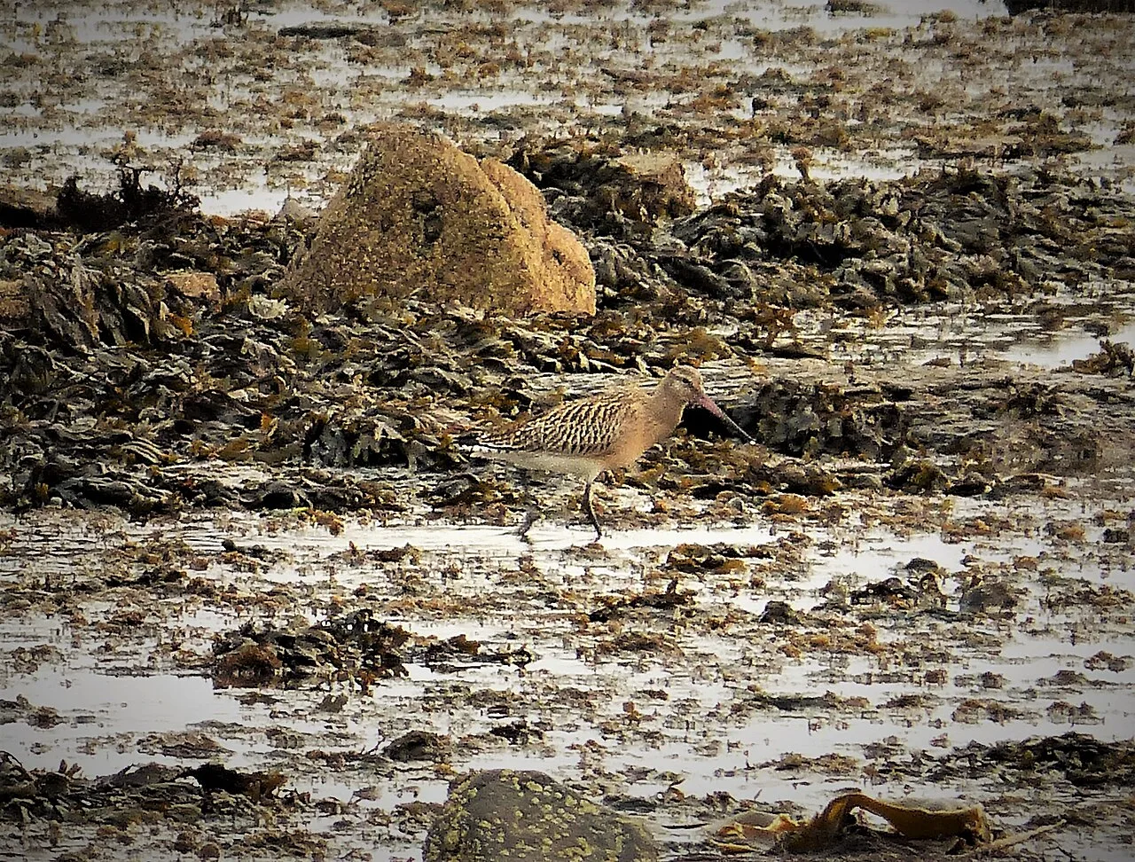 Bar-tailed godwit