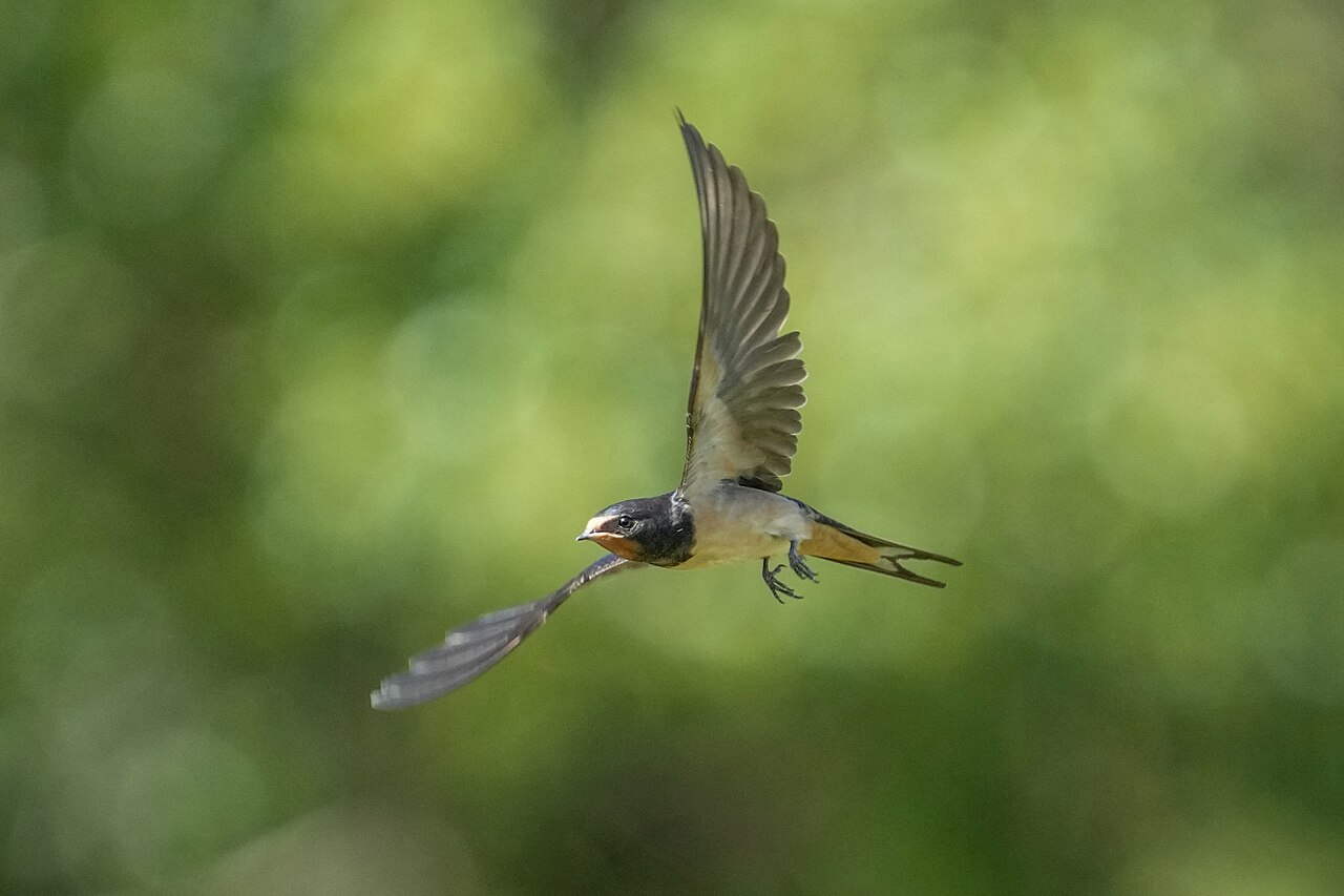 Barn swallow