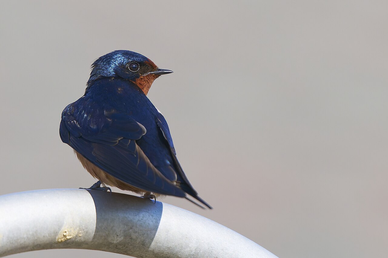 Barn swallow